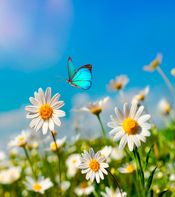 Spring Petals