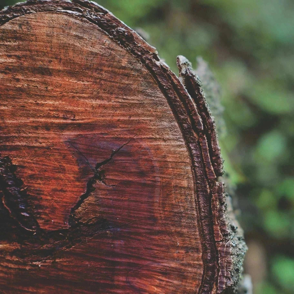 Mahogany & Oakwood features a reddish-brown cut tree trunk with pronounced grain, cracks and rough bark