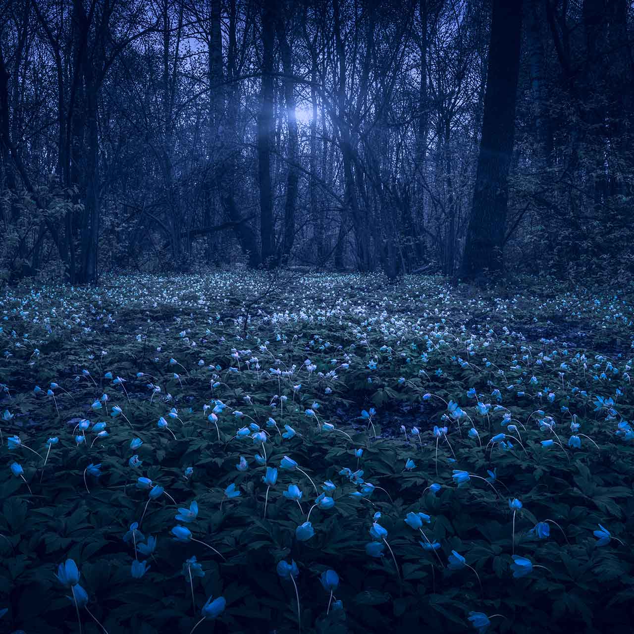 Moonlight Moss