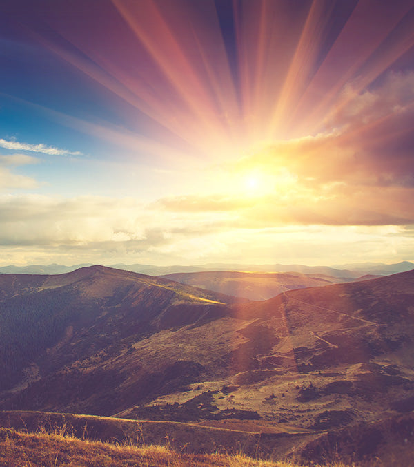 Sun Kissed Citrus Oil | Potion & Twig