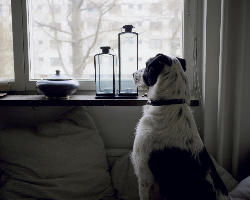 Exploring Canine Olfaction