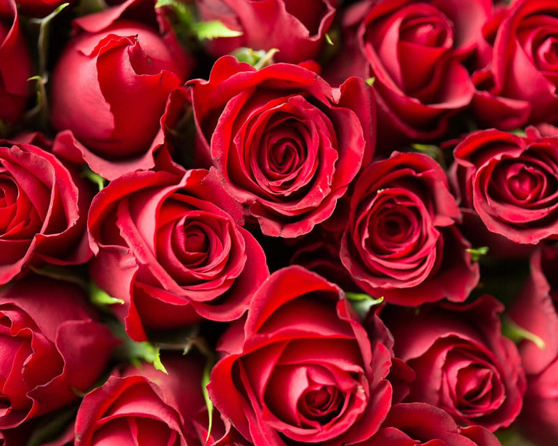 Rose Reinvention