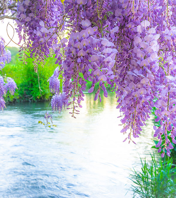 Fresh Wisteria Whispers