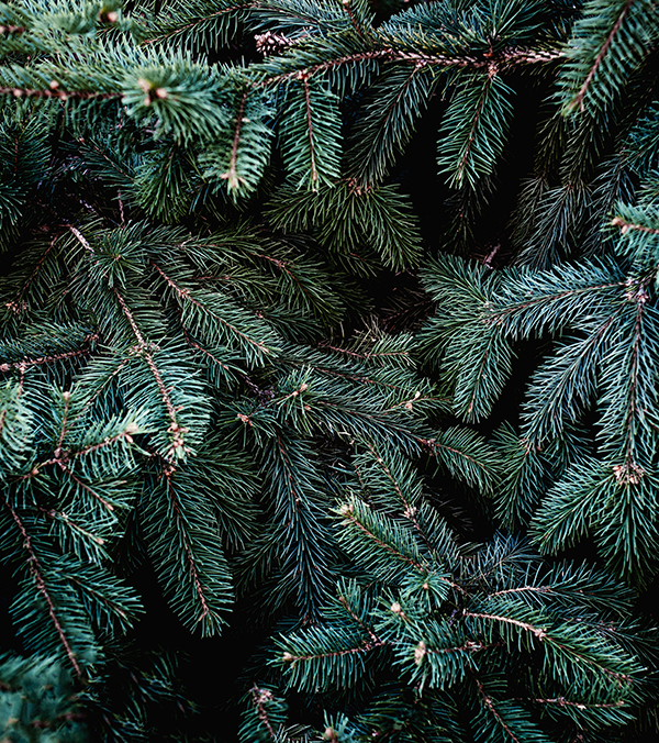 Balsam Winter